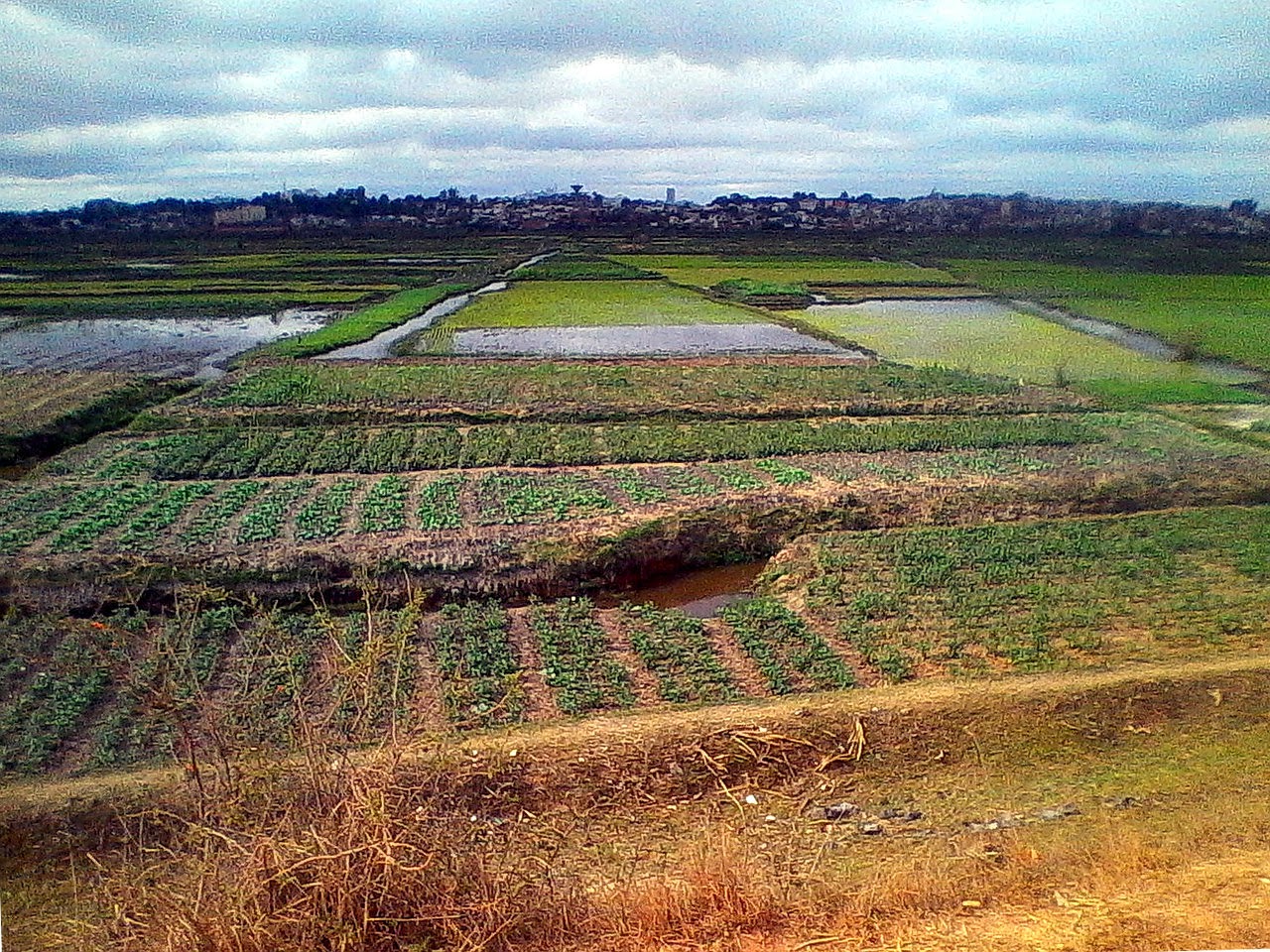 RIce Fields of Antanarivo