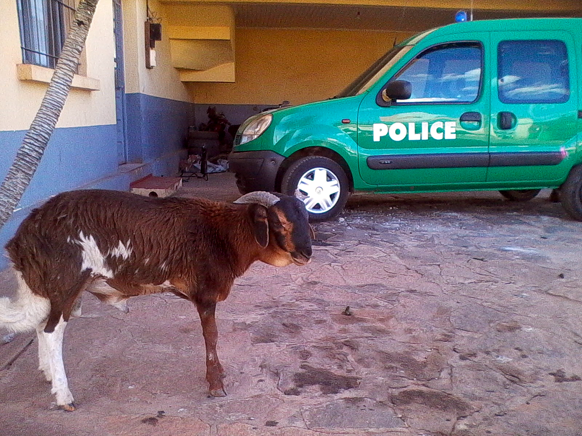 Antananarivo Police Station Goat