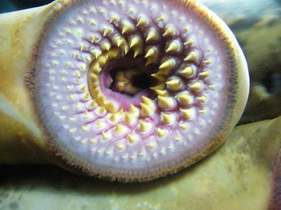 "Boca de lamprea.1 - Aquarium Finisterrae" by I, Drow male. Licensed under CC BY-SA 3.0 via Wikimedia Commons
